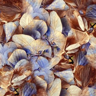 Viskóza RADIANCE Dry flowers aqua digital print